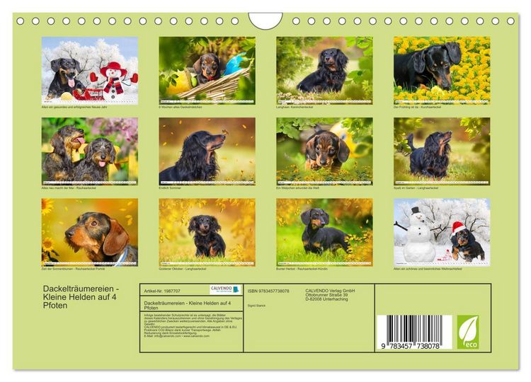 Produktbild: Dackeltr&auml;umereien - Kleine Helden auf 4 Pfoten (Wandkalender 2026 DIN A4 quer), CALVENDO Monatskalender