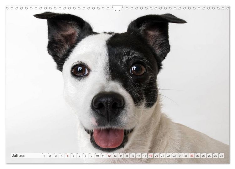Produktbild: Kleine Hunde - Gro&szlig;e Blicke (Wandkalender 2026 DIN A3 quer), CALVENDO Monatskalender
