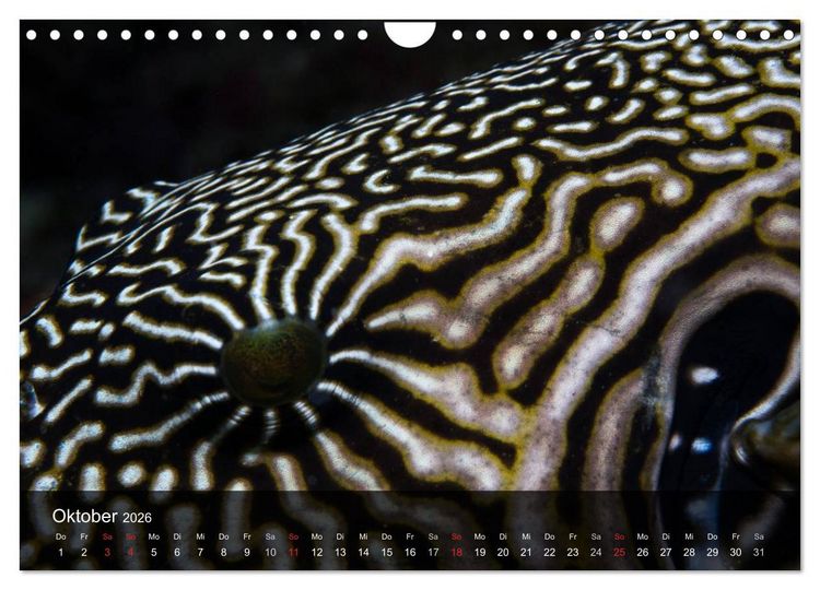 Produktbild: Unterwasser Strukuren (Wandkalender 2026 DIN A4 quer), CALVENDO Monatskalender