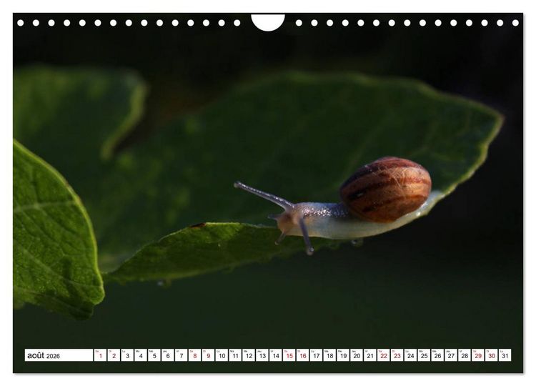 Produktbild: Admirons les escargots (Calendrier mural 2026 DIN A4 vertical), CALVENDO calendrier mensuel