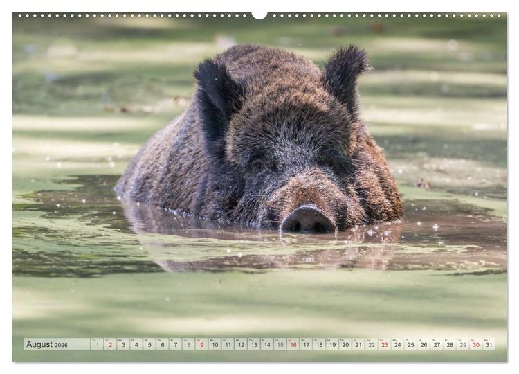 Produktbild: Emotionale Momente: Wild und Jagd. (hochwertiger Premium Wandkalender 2026 DIN A2 quer), Kunstdruck in Hochglanz