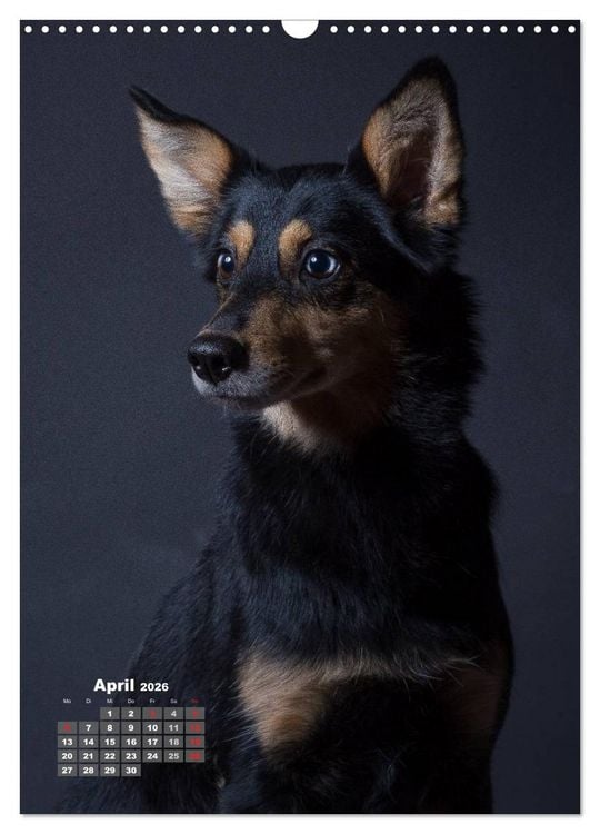 Produktbild: Treue Wegbegleiter, Hunde im Portrait. (Wandkalender 2026 DIN A3 hoch), CALVENDO Monatskalender