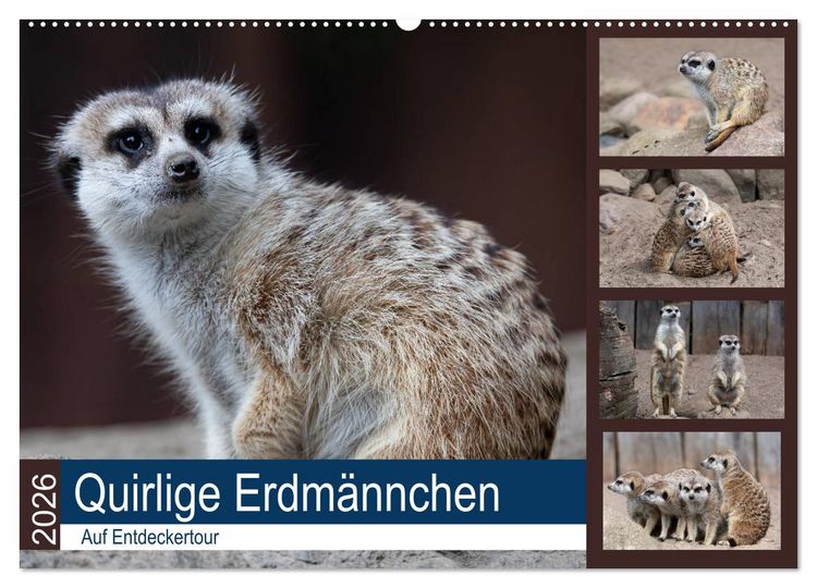 Produktbild: Quirlige Erdm&auml;nnchen (Wandkalender 2026 DIN A2 quer), CALVENDO Monatskalender