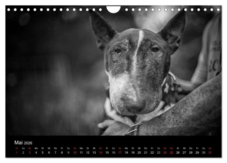 Produktbild: Bullterrier (Wandkalender 2026 DIN A4 quer), CALVENDO Monatskalender