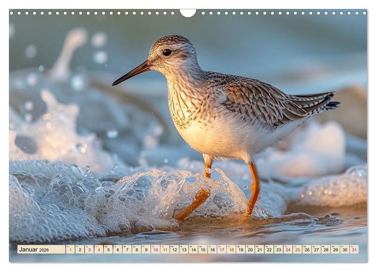 Produktbild: Strandl&auml;ufer - immer flink unterwegs (Wandkalender 2026 DIN A3 quer), CALVENDO Monatskalender