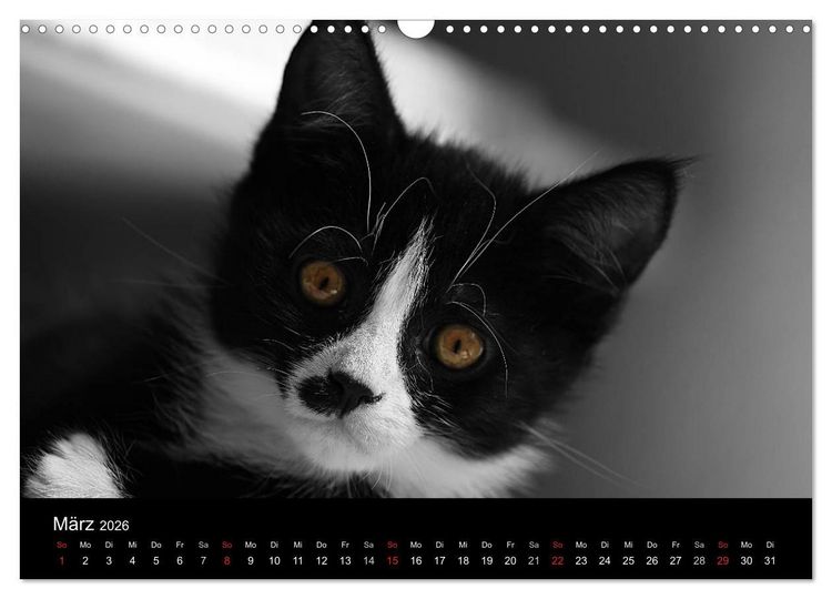Produktbild: schwarz/wei&szlig; trifft farbe (Wandkalender 2026 DIN A3 quer), CALVENDO Monatskalender