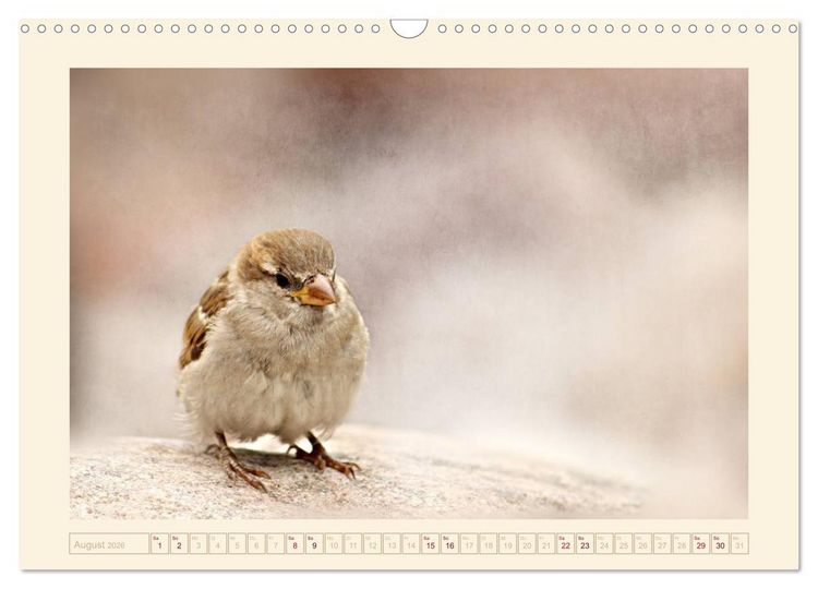 Produktbild: Freche Spatzen (Wandkalender 2026 DIN A3 quer), CALVENDO Monatskalender