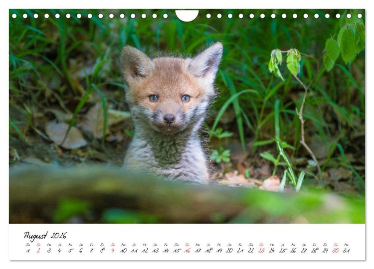 Produktbild: Fuchs entdeckt - im Naturparadies der Mecklenburgischen Seenplatte (Wandkalender 2026 DIN A4 quer), CALVENDO Monatskalender