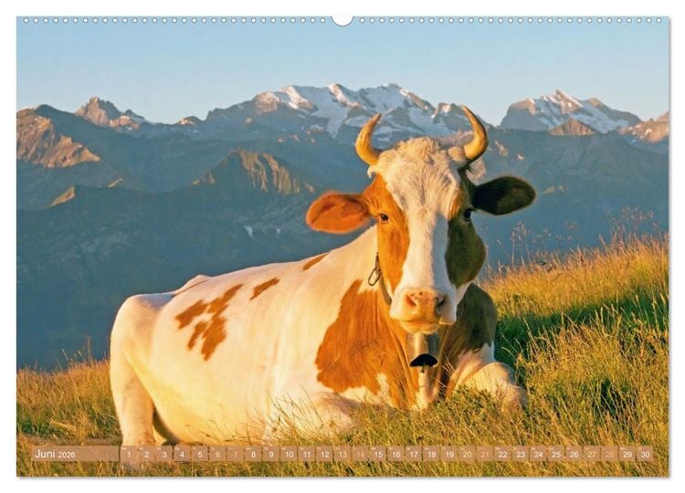 Produktbild: Kuh-Idylle: Suchen Sie die Ruhe in der Natur? (Wandkalender 2026 DIN A2 quer), CALVENDO Monatskalender
