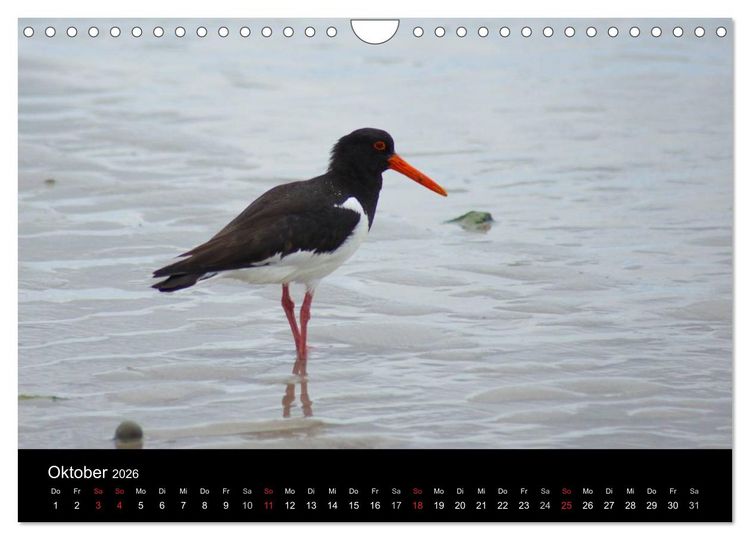 Produktbild: Hochseeeinsel Helgoland (Wandkalender 2026 DIN A4 quer), CALVENDO Monatskalender