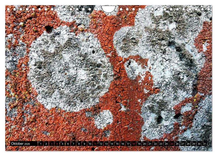 Produktbild: Welt der Flechten (Wandkalender 2026 DIN A4 quer), CALVENDO Monatskalender
