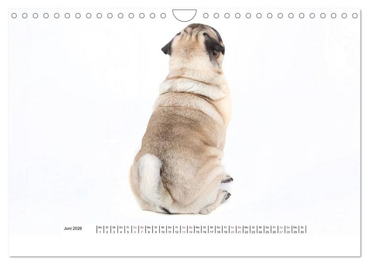 Produktbild: Mops - unwiderstehlich und charmant (Wandkalender 2026 DIN A4 quer), CALVENDO Monatskalender