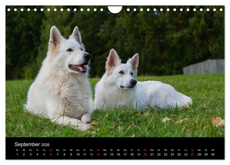 Produktbild: Wei&szlig;er Schweizer Sch&auml;ferhund (Wandkalender 2026 DIN A4 quer), CALVENDO Monatskalender