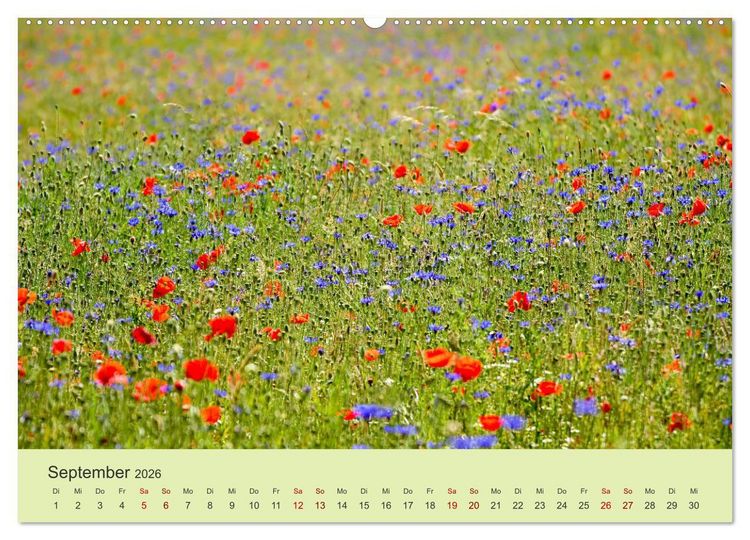 Produktbild: Wilde Blumen - ein Spaziergang durch die Natur (hochwertiger Premium Wandkalender 2026 DIN A2 quer), Kunstdruck in Hochglanz
