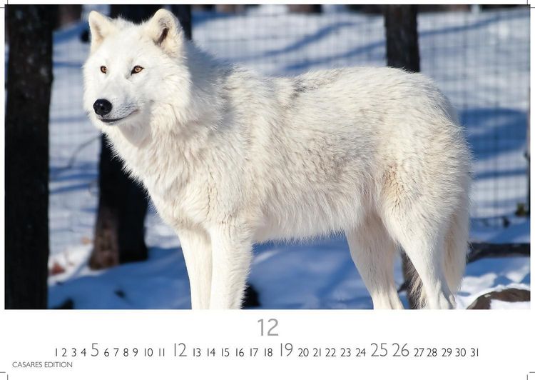 Produktbild: W&ouml;lfe Kalender 2027 &ndash; Wandkalender | Fotokalender Tierkalender 24x35cm - . mit faszinierenden Wolf-Motiven,
