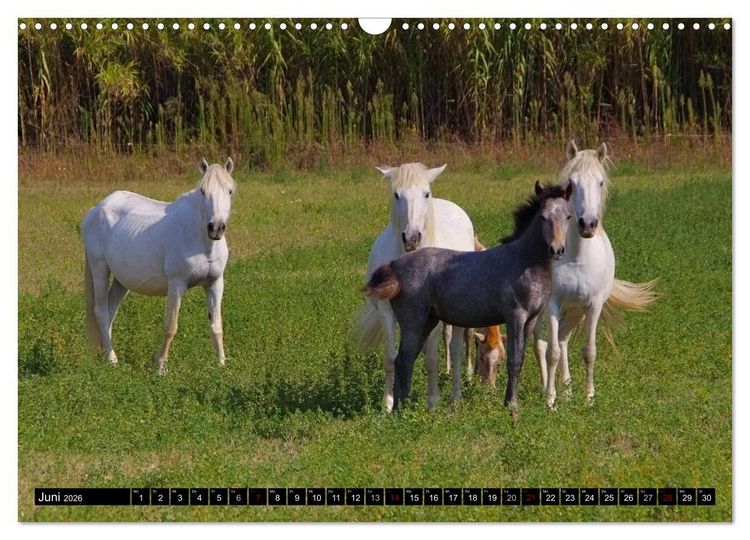 Produktbild: Camargue - Im Land der wei&szlig;en Pferde und schwarzen Stiere (Wandkalender 2026 DIN A3 quer), CALVENDO Monatskalender