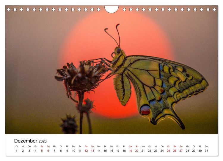 Produktbild: Oberbayerischer Insekten Kalender (Wandkalender 2026 DIN A4 quer), CALVENDO Monatskalender