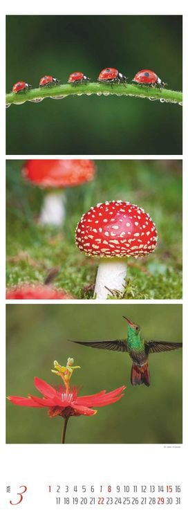 Produktbild: Colours of Nature - Triplets 2026 - Streifenkalender XXL 25x69 cm - Bildkalender im Hochformat - Naturkalender - Wandkalender - Wandplaner