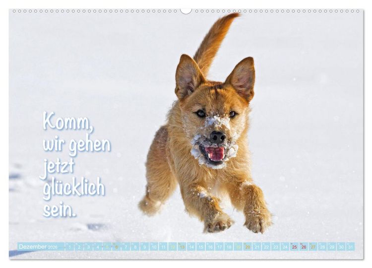 Produktbild: Jack Russell Terrier: Komm spielen (hochwertiger Premium Wandkalender 2026 DIN A2 quer), Kunstdruck in Hochglanz