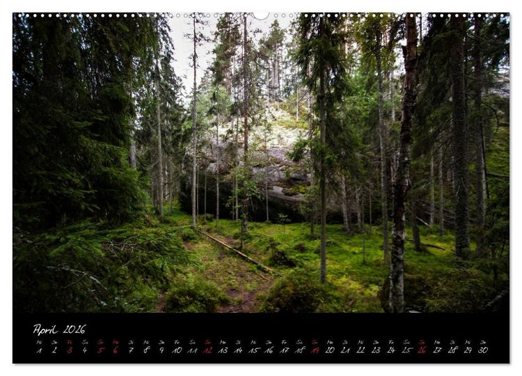 Produktbild: Wald (Wandkalender 2026 DIN A2 quer), CALVENDO Monatskalender