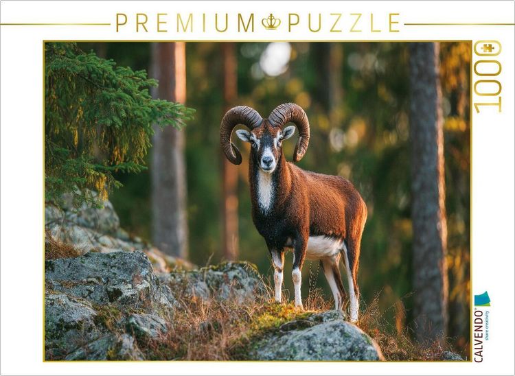 Produktbild: CALVENDO Puzzle Ein stolzes Mufflon steht auf einem Felsen im Wald und wird vom warmen Licht der Abendsonne beleuchtet, Tierpuzzle | 1000 Teile Lege-Gr&ouml;&szlig;e 64x48cm Foto-Puzzle f&uuml;r gl&uuml;ckliche Stunden