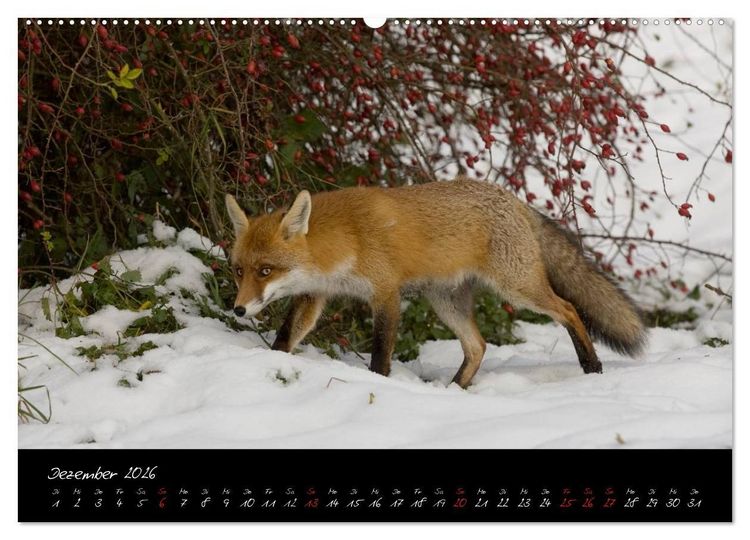 Produktbild: Rotfuchs - Impressionen (Wandkalender 2026 DIN A2 quer), CALVENDO Monatskalender