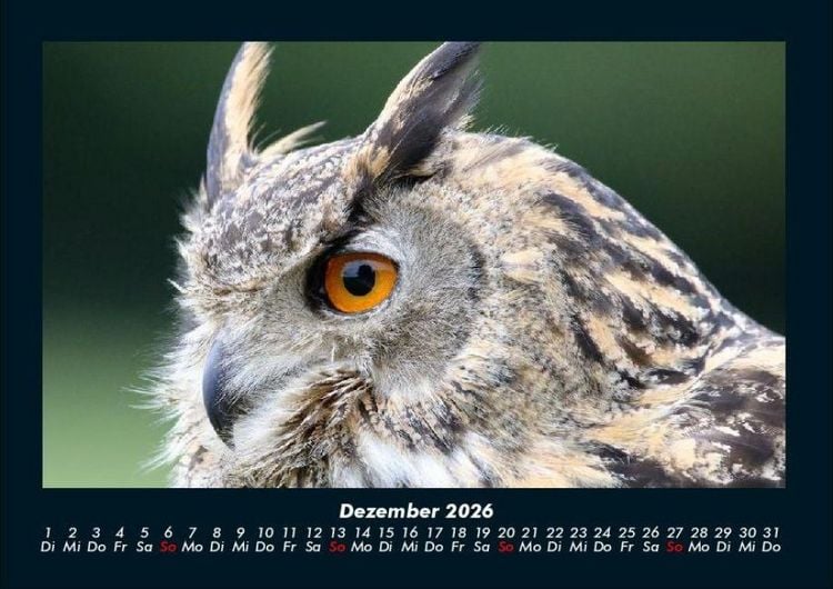 Produktbild: Tiere in der Wildnis 2026 Fotokalender DIN A4