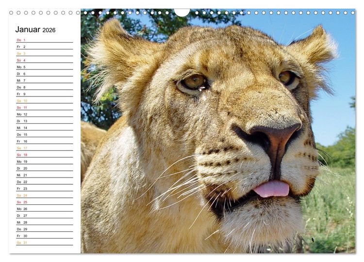 Produktbild: LION KING SELFIES L&ouml;wen hautnah (Wandkalender 2026 DIN A3 quer), CALVENDO Monatskalender