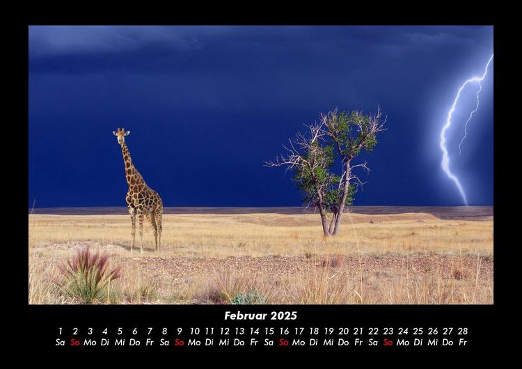 Produktbild: Giraffen 2025 Fotokalender DIN A3
