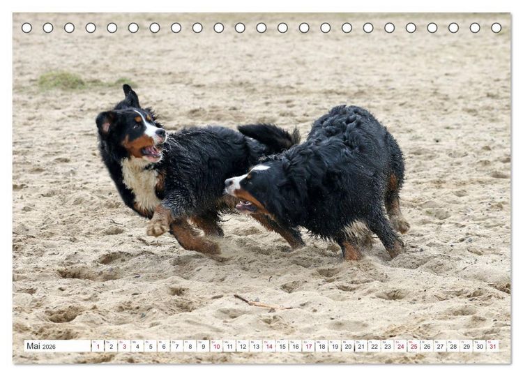 Produktbild: Berner Sennenhunde machen gl&uuml;cklich (Tischkalender 2026 DIN A5 quer), CALVENDO Monatskalender