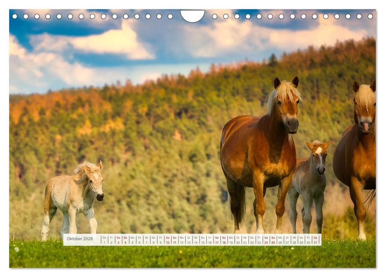 Produktbild: Haflinger im Th&uuml;ringer Wald (Wandkalender 2026 DIN A4 quer), CALVENDO Monatskalender