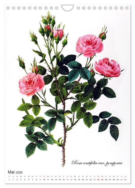 Produktbild: Rosen-Jahr (Wandkalender 2026 DIN A4 hoch), CALVENDO Monatskalender