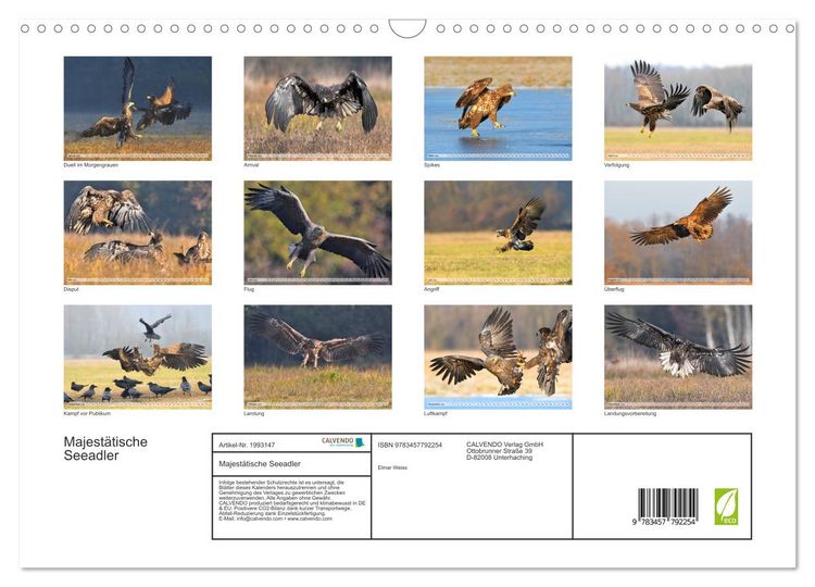 Produktbild: Majest&auml;tische Seeadler (Wandkalender 2026 DIN A3 quer), CALVENDO Monatskalender