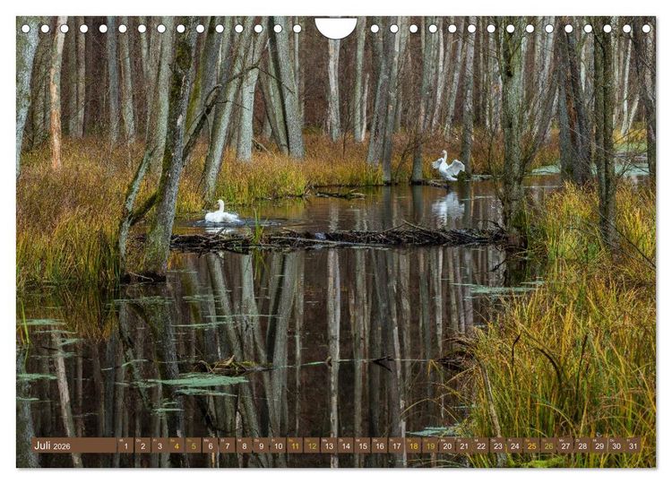 Produktbild: Brandenburger Landschaften (Wandkalender 2026 DIN A4 quer), CALVENDO Monatskalender