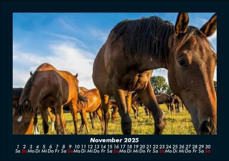Produktbild: Pferde Kalender 2025 Fotokalender DIN A5