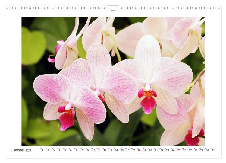 Produktbild: Orchideen Feuerwerk der Farben (Wandkalender 2026 DIN A3 quer), CALVENDO Monatskalender