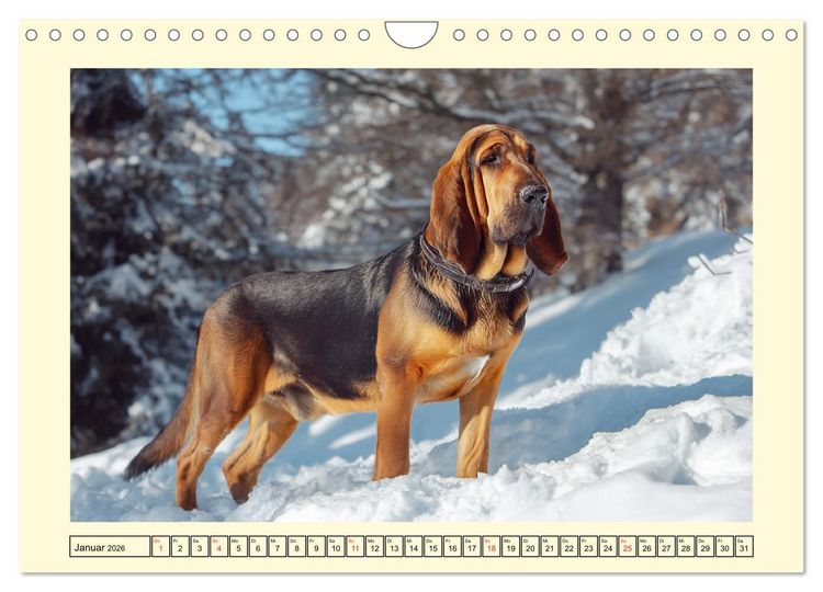 Produktbild: Bloodhound Momente. Zielstrebige Schn&uuml;ffler mit treuer Seele (Wandkalender 2026 DIN A4 quer), CALVENDO Monatskalender