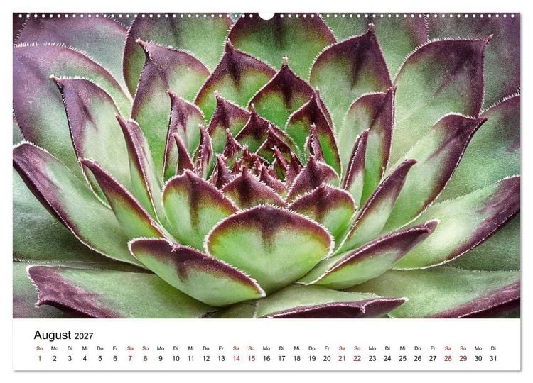 Produktbild: Sukkulenten Galerie (Wandkalender 2027 DIN A2 quer), CALVENDO Monatskalender