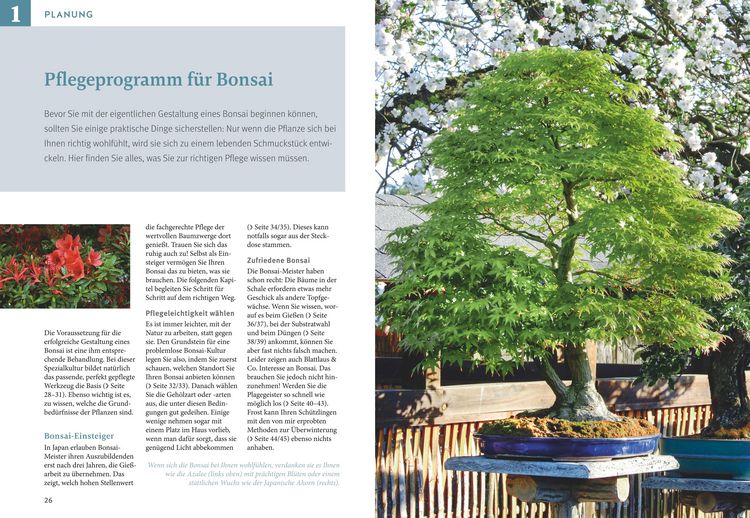 bonsai samen bestellen Blumensamen Bonsai-Samen Rotblättriger Fächerahorn von Dürr Samen