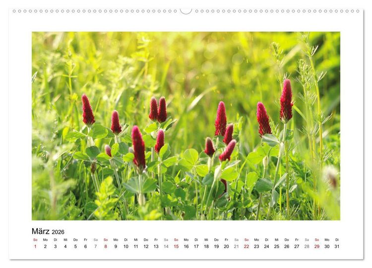 Produktbild: Mein Sehnsuchtsort, die Blumenwiese (Wandkalender 2026 DIN A2 quer), CALVENDO Monatskalender