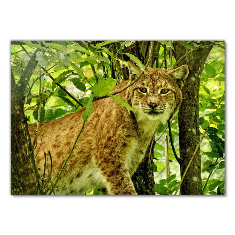 Produktbild: Lais Puzzle Luchs 1000 Teile