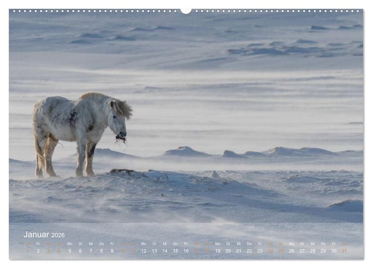 Produktbild: Islandpferde - Der T&ouml;lt Kalender (hochwertiger Premium Wandkalender 2026 DIN A2 quer), Kunstdruck in Hochglanz