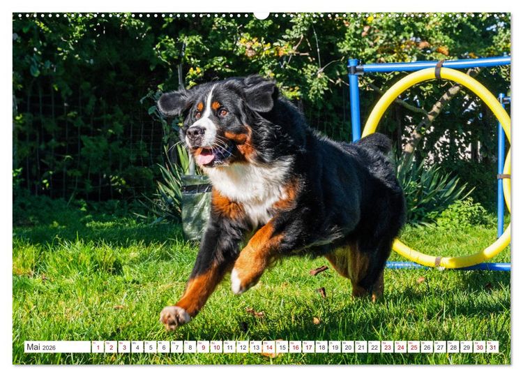 Produktbild: Berner Sennenhund - Der beste Freund f&uuml;rs Leben (Wandkalender 2026 DIN A2 quer), CALVENDO Monatskalender