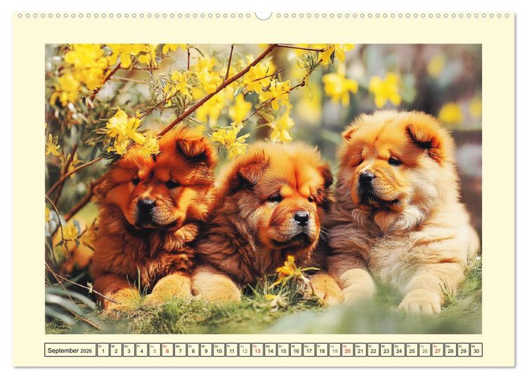 Produktbild: Chow Chow Momente. Fellpoesie aus dem Reich der Mitte (hochwertiger Premium Wandkalender 2026 DIN A2 quer), Kunstdruck in Hochglanz