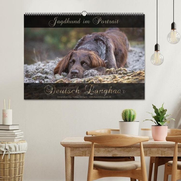 Produktbild: Jagdhund im Portrait - Deutsch Langhaar (Wandkalender 2026 DIN A2 quer), CALVENDO Monatskalender