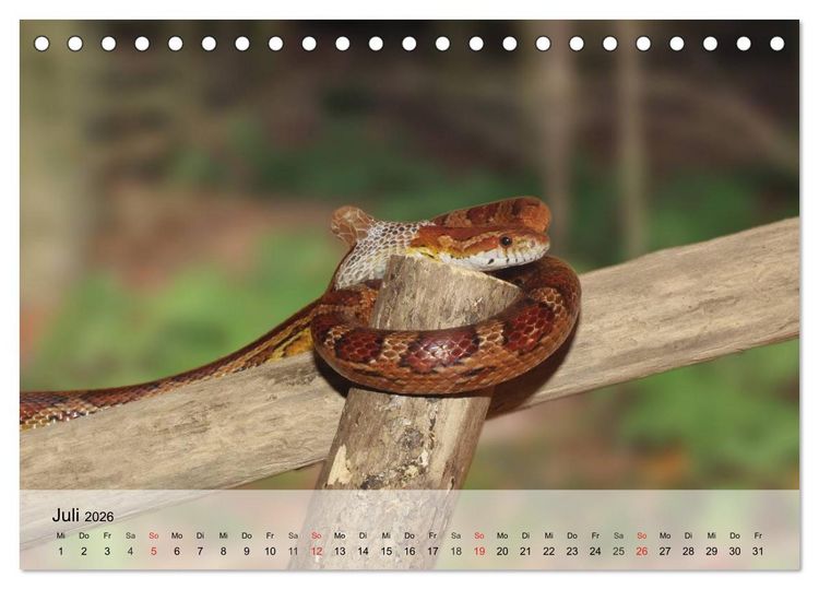 Produktbild: Kleine Reptilien (Tischkalender 2026 DIN A5 quer), CALVENDO Monatskalender