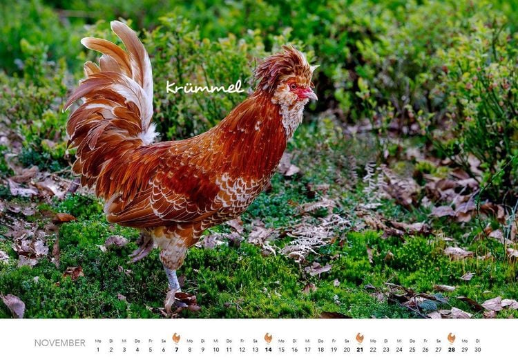 Produktbild: H&uuml;hner Kalender 2027