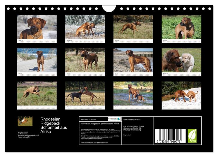 Produktbild: Rhodesian Ridgeback Sch&ouml;nheit aus Afrika (Wandkalender 2026 DIN A4 quer), CALVENDO Monatskalender