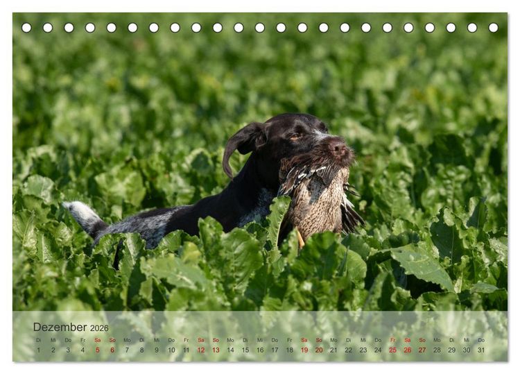 Produktbild: Treue Jagdgef&auml;hrten - Der Deutsch Drahthaar (Tischkalender 2026 DIN A5 quer), CALVENDO Monatskalender