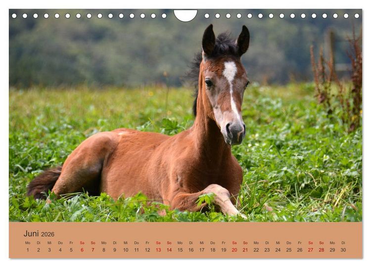 Produktbild: Die lieben Kleinen ... Tierkinder einfach zum Knuddeln (Wandkalender 2026 DIN A4 quer), CALVENDO Monatskalender
